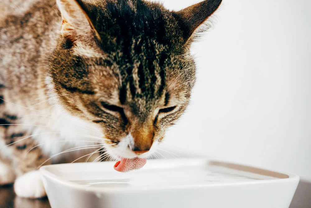 Un chat qui boit, vu de près